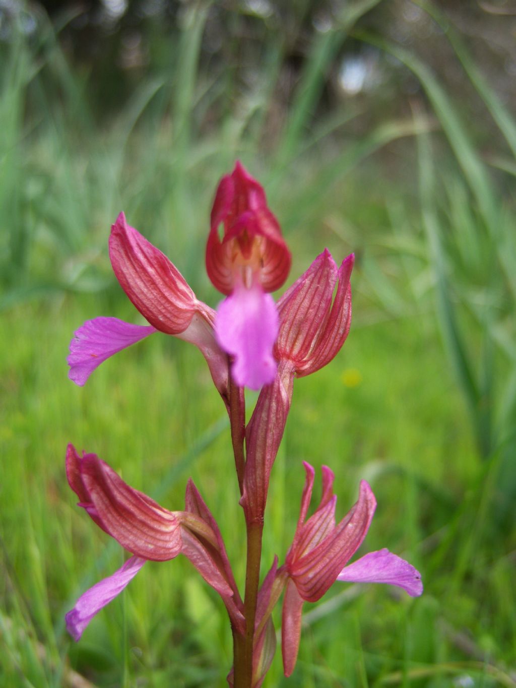 Anacamptis papilionacea